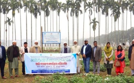 মালচিং পদ্ধতিতে হেক্টরপ্রতি ২ টন বেশি আলু উৎপাদন