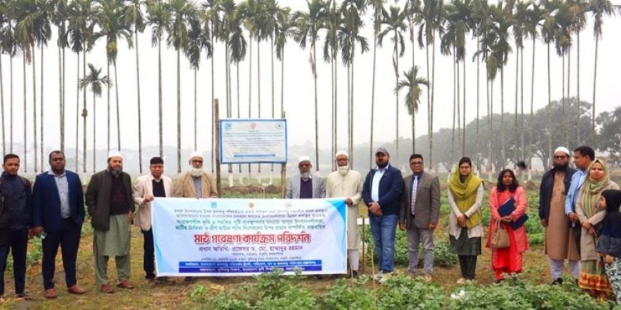 মালচিং পদ্ধতিতে হেক্টরপ্রতি ২ টন বেশি আলু উৎপাদন