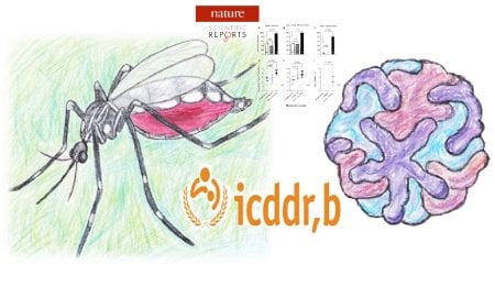 উলবাকিয়া মশা ডেঙ্গু নিয়ন্ত্রণে বাংলাদেশের জন্য নতুন সম্ভাবনা