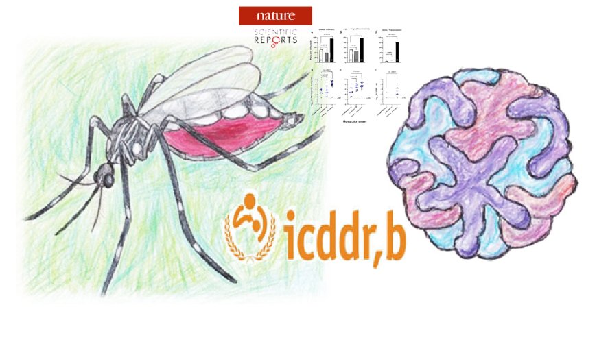 Mosquito Miracle: Breakthrough Brings Hope for Bangladesh in Dengue Fight
