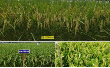 BRRI Breakthrough: Three New Rice Varieties Introduced