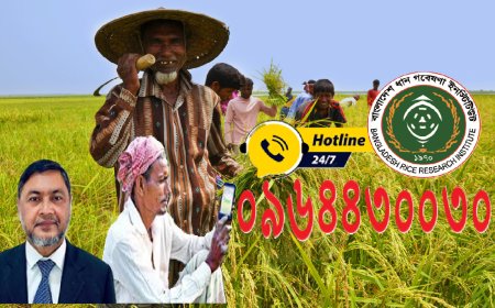 BRRI Begins 24/7 Helpline for Farmers Facing Rice Cultivation Challenges
