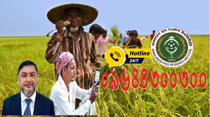 BRRI Begins 24/7 Helpline for Farmers Facing Rice Cultivation Challenges