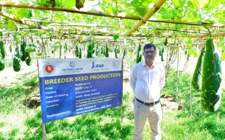 কাপ্তাইয়ে বারি-৪ জাতের লাউয়ে আশার আলো