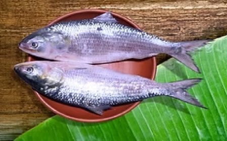 দেশে কৃত্রিম পদ্ধতে হবে ইলিশ চাষ!