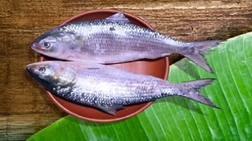 দেশে কৃত্রিম পদ্ধতে হবে ইলিশ চাষ!