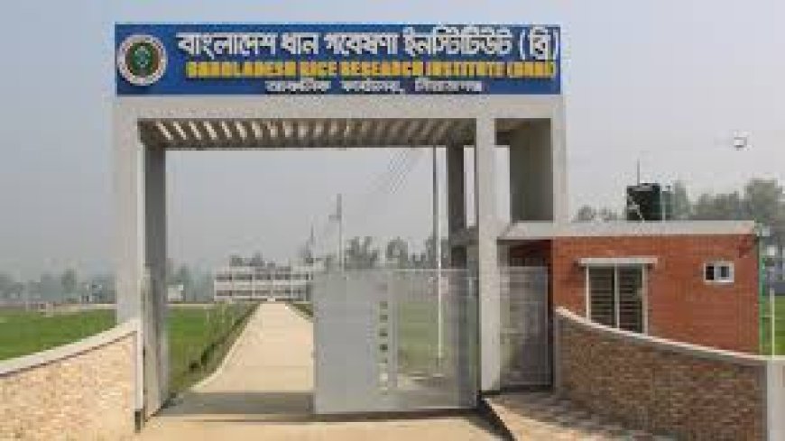 দেশের শস্য ভাণ্ডারে যুক্ত হলো ছয়টি নতুন ধানের জাত