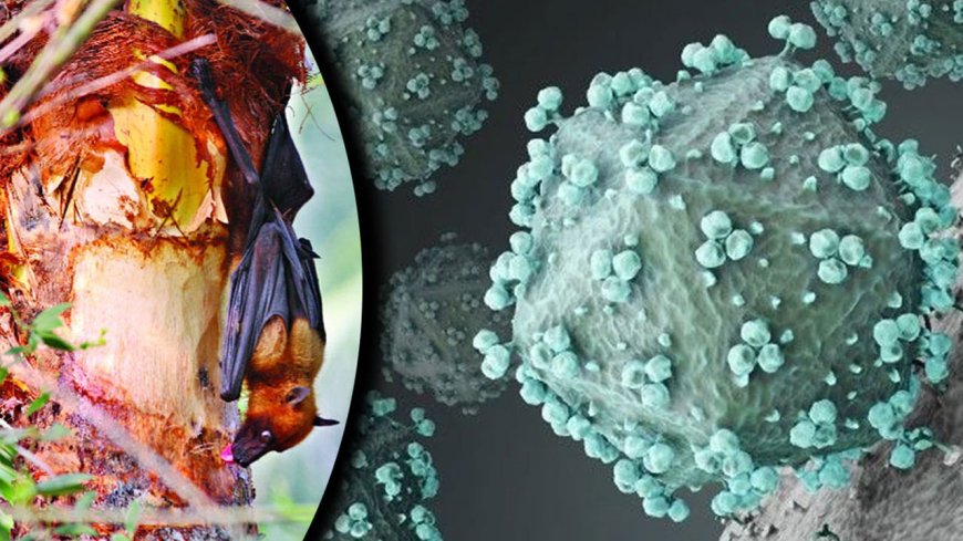 Deadly Bat-Borne Virus Misidentified as Nipah in Bangladesh Patients