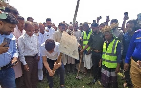 পরিবেশ ক্ষতিকারক ইউক্যালিপ্টাস গাছ কেটে ফেলতে হবে