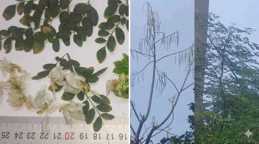 Distinguishing Sajna and Lajna Varieties