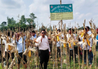 Hybrid Maize Harvest Brings Tech-Driven Hope to Kurigram Farmers