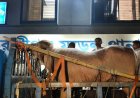 Viral Albino Buffalo ‘Donald Trump’ Spared From Qurbani, Moved to Dhaka Zoo