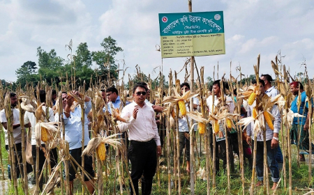 ধানের দেশে ভুট্টার হাসি