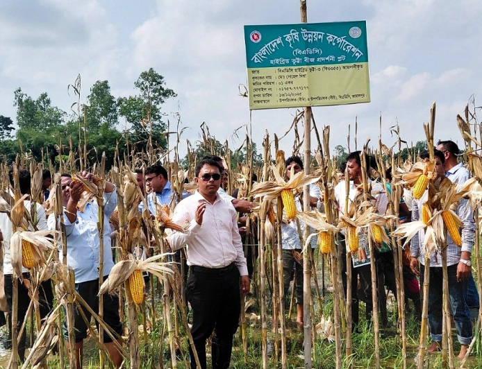 ধানের দেশে ভুট্টার হাসি