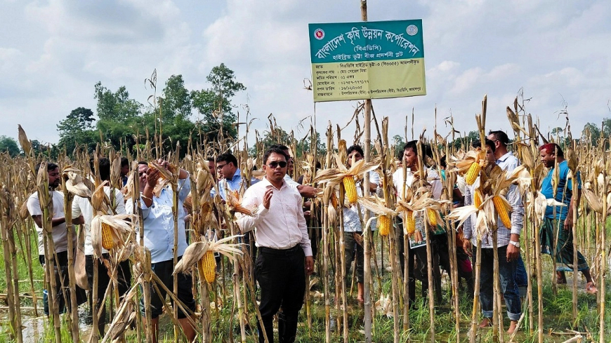 ধানের দেশে ভুট্টার হাসি