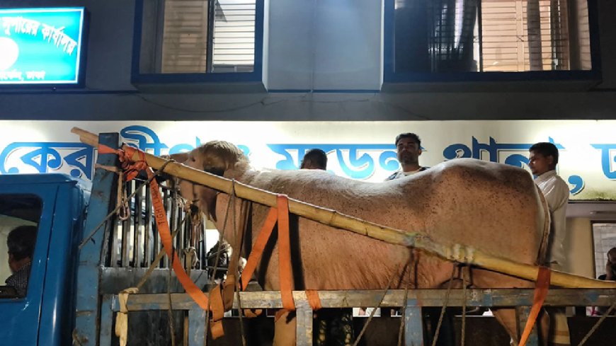 কোরবানির দুয়ার থেকে ‘ডোনাল্ড ট্রাম্প’ এখন চিড়িয়াখানায়
